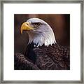 Bald Eagle 2 Framed Print