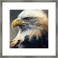 Bald Eagle At Dusk Framed Print