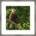 Bald Eagle At Elger Bay On Camano Island, Washington Framed Print