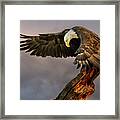 Bald Eagle At Sunrise Framed Print