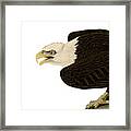Bald Eagle Bird Of Prey Framed Print
