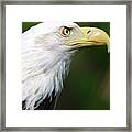 Bald Eagle Close Up Framed Print