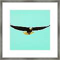Bald Eagle On Bright Sky Framed Print