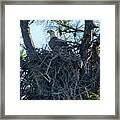 Bald Eagle On Nest Framed Print