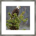 Bald Eagle On Top Of Spruce Framed Print