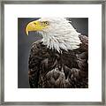 Bald Eagle Portrait Framed Print
