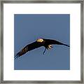 Bald Eagle Soaring Framed Print