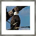 Bald Eagle Symbol Of Freedom Framed Print