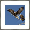 Bald Eagle Touches Down Next To Its Mate Framed Print