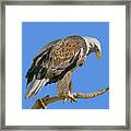 Bald Eagle - Transparent Framed Print