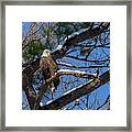 Bald Eagle Watching Her Domain Framed Print