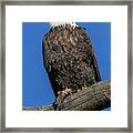 Bald Eagle With Fish Framed Print