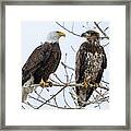 Bald Eagles On Branch Framed Print