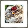 Ball Of Feathers Framed Print