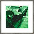 Banana Leaves Are Green Nature. Framed Print