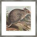 Banded Hare-wallaby Framed Print