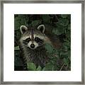 Bandit The Raccoon Framed Print
