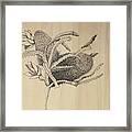 Banksia Framed Print