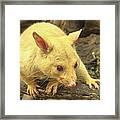 Banner Of Golden Brushtail Possum Framed Print