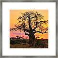 Baobab Tree At Sunset Framed Print