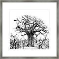 Baobab View Framed Print