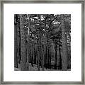 Bare Forest Framed Print