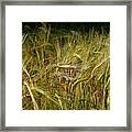Barley Crop - Hordeum Vulgare Framed Print