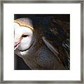 Barn Owl 1 Framed Print