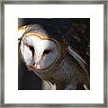 Barn Owl Eating 2 Framed Print