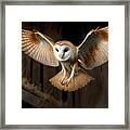Barn Owl In Flight Framed Print