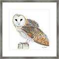 Barn Owl Neighbor Framed Print