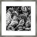 Barnacle Covered Mussels Framed Print