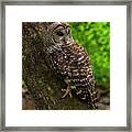Barred Owl 2 Framed Print