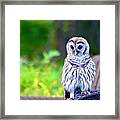 Barred Owl Beauty Framed Print