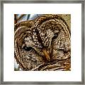 Barred Owl Closeup Framed Print