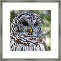 Barred Owl Eyes Framed Print