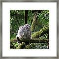 Barred Owl Fledglings Snuggling Framed Print