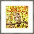 Barred Owl In Autumn Natchez Trace Ms Framed Print