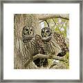 Barred Owl Pair Framed Print