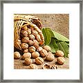 Basketful Of Walnuts Framed Print