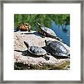 Basking In The Sun Framed Print