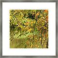 Bass Pond Biltmore Framed Print