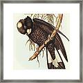 Baudin's Cockatoo, Calyptorhynchus Baudinii Framed Print