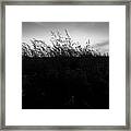 Beachgrass Sunset Black And White Framed Print