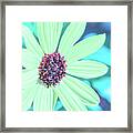 Beachy Colors Sunflower Framed Print