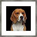 Beagle Framed Print