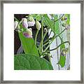 Bean Plant With Pink Flowers Framed Print