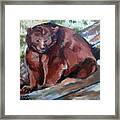 Bear From Bear Country Framed Print