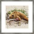 Bearly There Framed Print