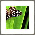 Beautiful Blue Butterfly With With Spots Sits Quietly On A Leaf Framed Print